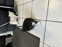 Maltesermixwelpen suchen dringend ein neues zuhause!