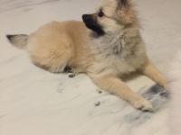 Verspielter Zwergspitz Welpe (5 Monate) sucht liebevolles Zuhause