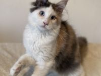 Zwei Maine Coon Mädchen