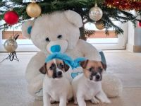 Jack Russell Terrier Welpen