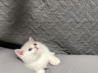 Reinrassige BKH Kitten