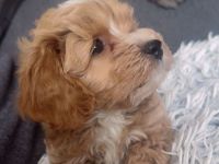 Maltipoo Welpe