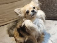 Langhaar Chihuahua Deckrüde!