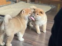 Traumhafte Shiba Inu Welpen