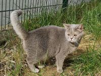 BKH Kitten aus liebevoller Hobbyzucht mit Stammbaum