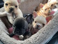 Outstanding litter of French Bulldog Puppies looking for their forever homes