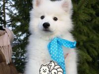 Japanische Spitzwelpen