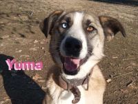 Yuma, geb. 03/22 - soziales Husky-Mix-Mädel sucht Familie, gern mit Kindern