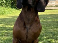 Deckrüde Bayrischer Gebirgsschweißhund