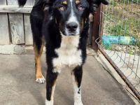 ZEN - der Junge, der sein Glück sucht