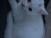 Kitten Katze Kätzchen