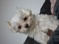 Deckrüde Mini Malteser