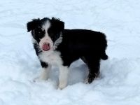 Border Collie Welpen (VDH/FCI-Papiere)