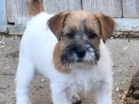 JACK RUSSELL TERRIER