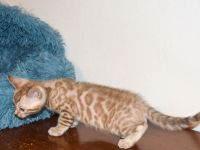 Attraktive, menschenbezogene Bengal Kitten - aus seriöser Zucht