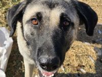 Alela, geb. ca. 03/2023, lebt in GRIECHENLAND, auf einer privaten Pflegestelle