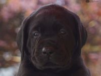 Traumhafte Labrador-Welpen in Schwarz suchen ein liebevolles Zuhause!