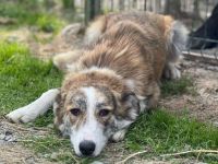 Fantastische Coccinelle sucht ein Zuhause