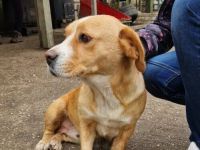 Kati-Notfellchen-BeagleMix-Hündin-ca 35cm