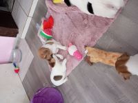 süße Jack Russell Welpen