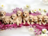 Wurfplanung Frühjahr 2025 * Golden Retriever Welpen mit Ahnentafel*