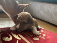 Reinrassige Basenji Welpen