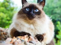 HILFE: Mix aus Balinesischer und Sibirischer Katze GESUCHT!