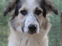 Peggy Jean und Sally Brown, geb. ca. 12/2023, lebt in GRIECHENLAND, auf einer privaten Pflegestelle