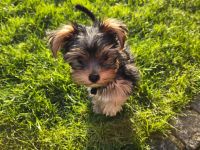 Yorkshire Terrier Welpe (Rüde) sucht sein Zuhause!