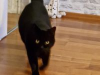 Neues Zuhause gesucht