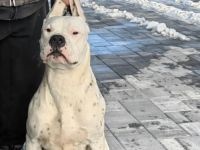 Dogo argentino