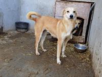 Halima, ängstlich aber lieb