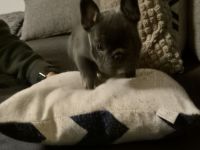 Französische Bulldogge lilac tan