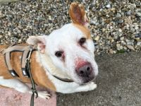 Wer schenkt dem schönen DJ sein Herz und ein Zuhause in Österreich oder der Schweiz?