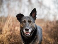 Bescheidene Veleda sucht liebevolles Zuhause