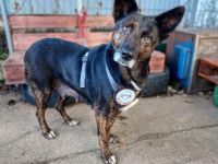 Bescheidene Veleda sucht liebevolles Zuhause