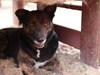 Bescheidene Veleda sucht liebevolles Zuhause