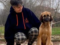 Cucciolo di segugno afgano