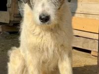 Struppi sucht sein für immer Zuhause