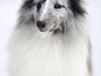 Sheltie Deckrüde - MultiCH.GCH.imp.USA TWISTED TREE BLAZE