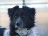 Sam Carter wartet auf dich in 84152 Mengkofen