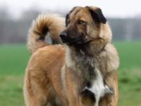 sensibler Nevi sucht ein hundeerfahrenes Zuhause