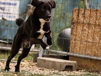 cleverer Ghandi sucht ein ruhiges, stabiles Zuhause und erfahrene Halter