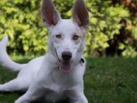 Schlägt Dein Herz für Froggy?