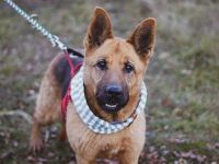 Ariana möchte deine treue Begleiterin werden!