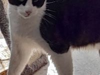 Kater in Liebevolle Hände gegen Schutz gebühr in Bremerhaven abzugeben