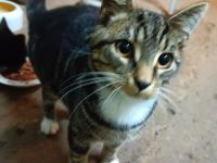 Super süße kastrierte Kater in gute Hände abzugeben