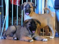 Alaskan Malamute X Germanischer Bärenhund Welpen