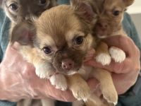 Chihuahua Welpen“langhaar“zu verkaufen