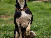 Lala, sehr aktiver Hund, der Euch gefallen möchte